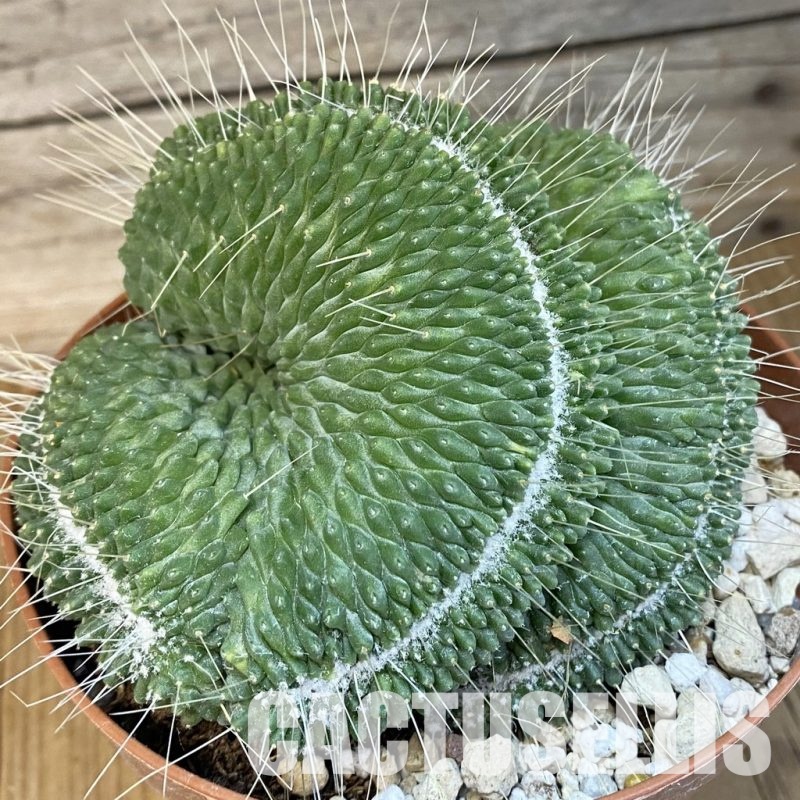 SH29816 Mammillaria spinosissima ‘Un Pico’ f. cristata