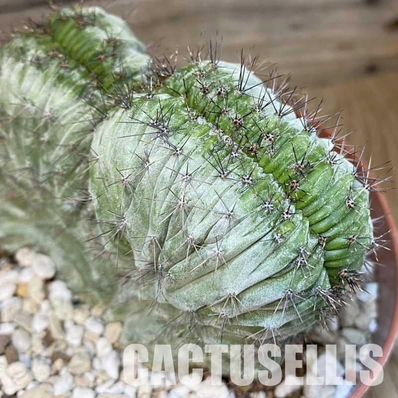 SH29817 Polaskia chichipe f. cristata