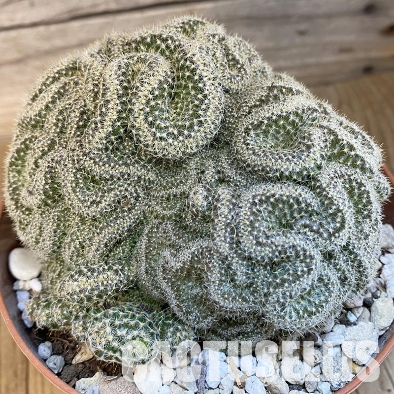 SH29818 Mammillaria perbella f. cristata