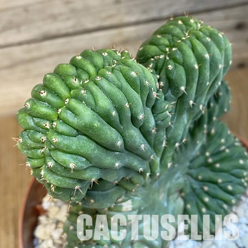 SH29819 Trichocereus pachanoi f. cristata