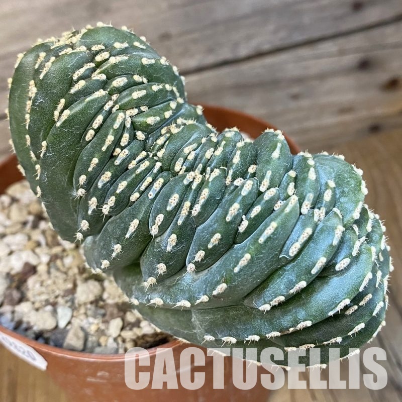 SH29820 Marginatocereus marginatus f. cristata