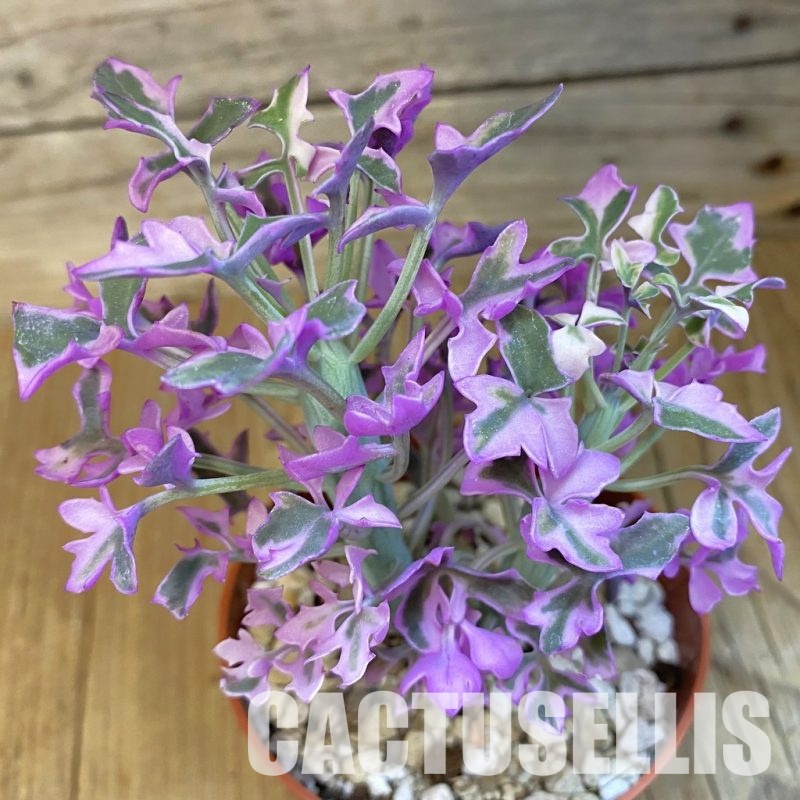 SH29821 Senecio articulatus f. variegata