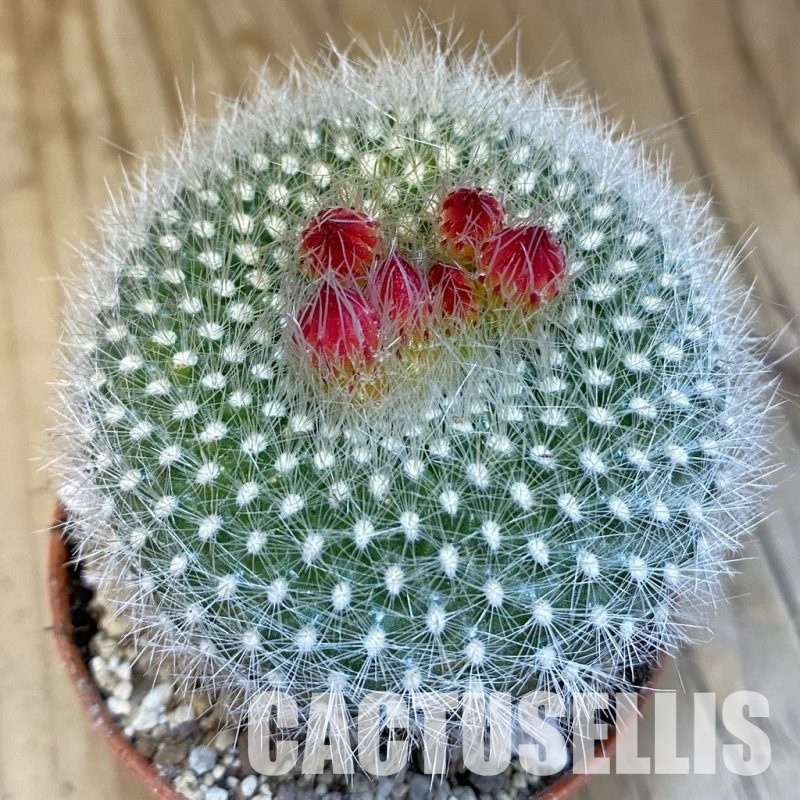 SH29823 Notocactus haselbergii