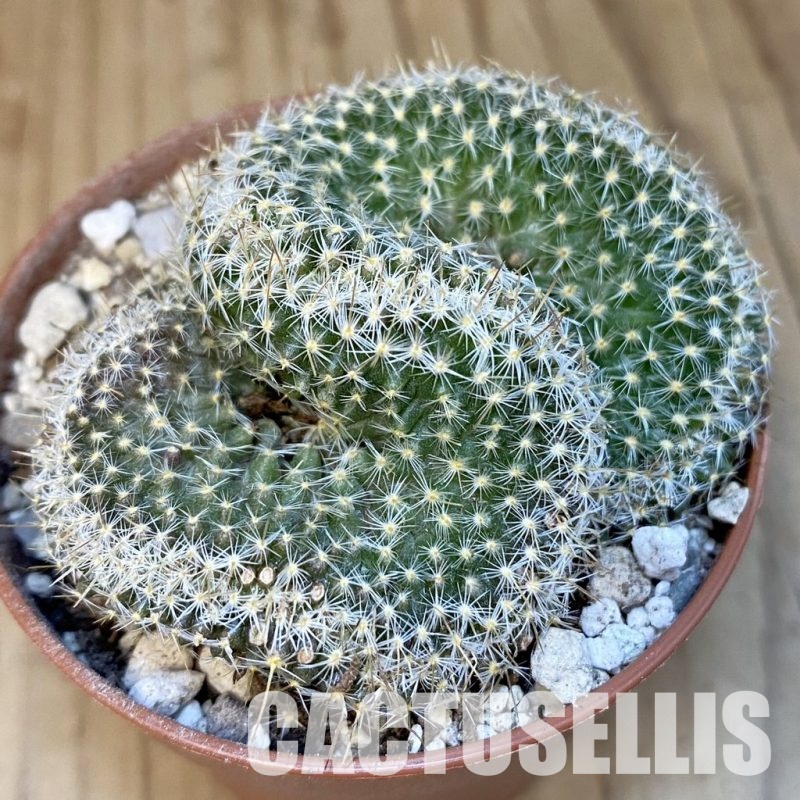 SH29825 Mammillaria perbella f. cristata