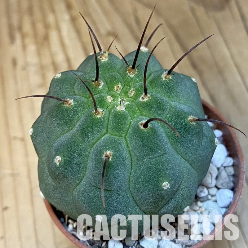 SH29827 Matucana madisoniorum