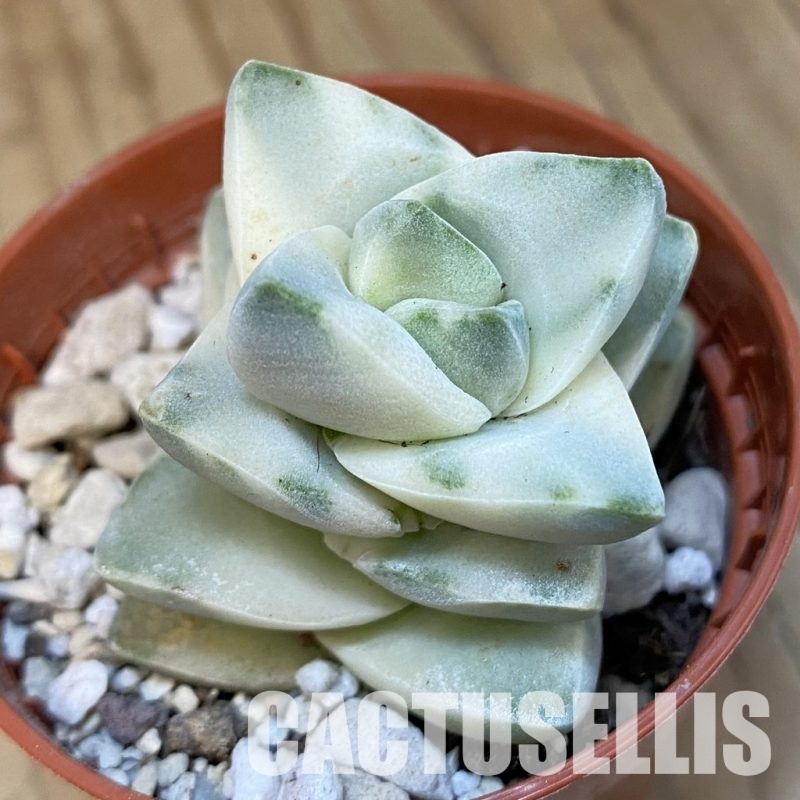 SH29828 Crassula 'Moonglow' f. variegata