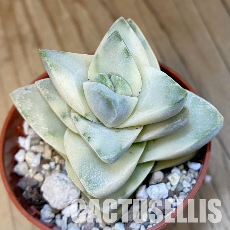 SH29829 Crassula 'Moonglow' f. variegata