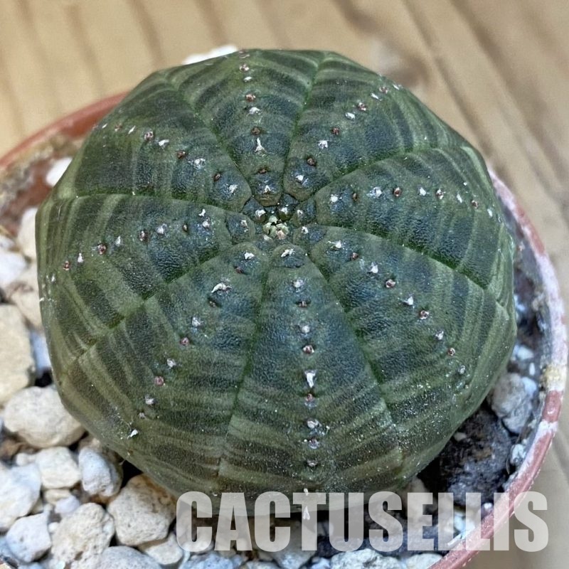 SH29830 Euphorbia symmetrica