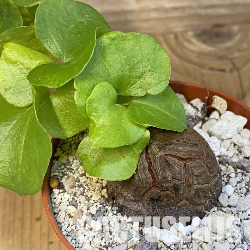 SH29831 Dioscorea elephantipes