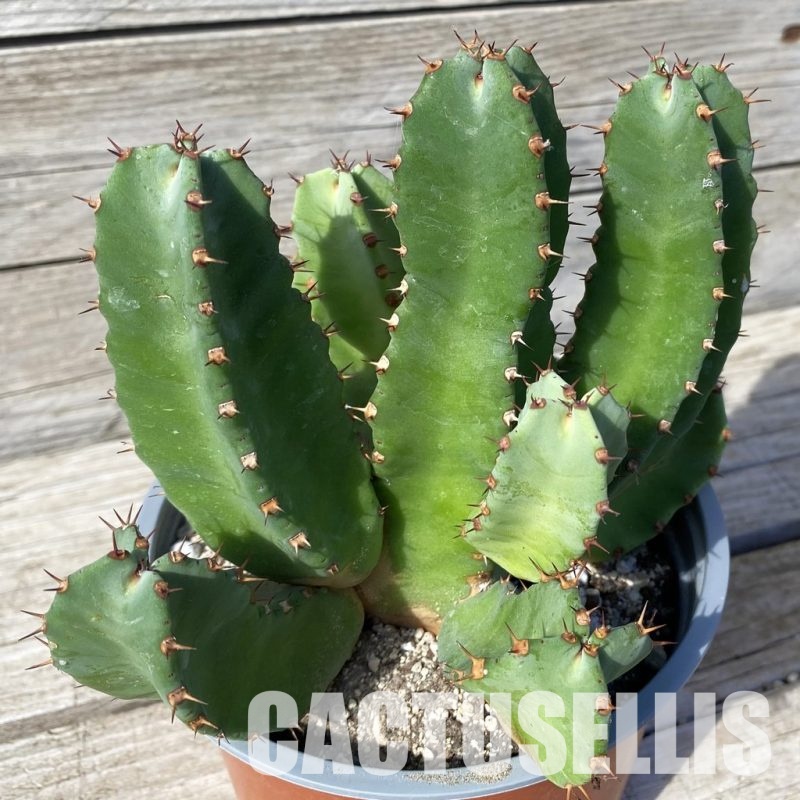 SH29832 Euphorbia resinifera