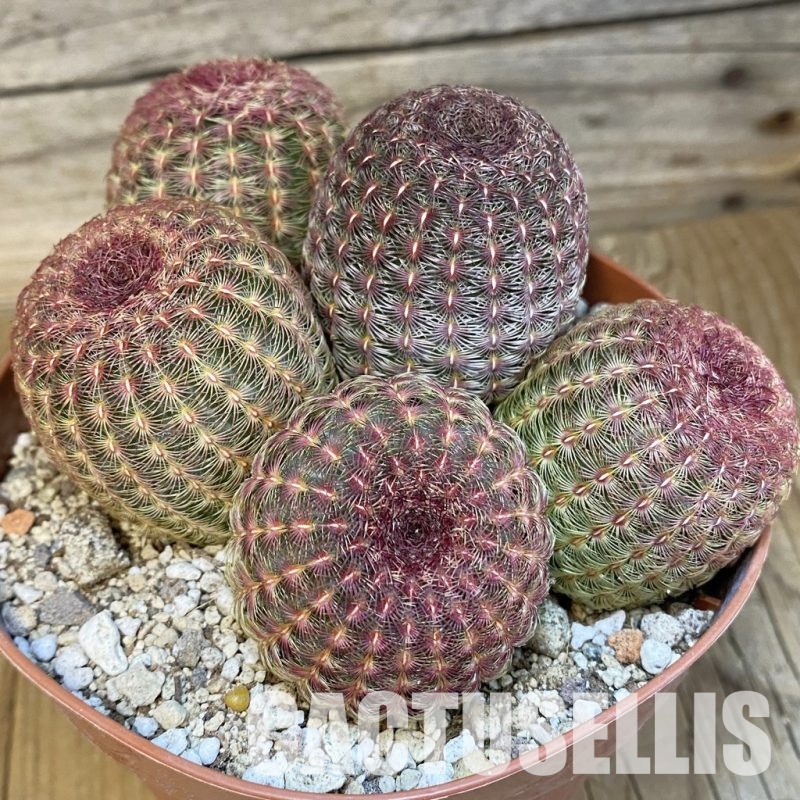 SH29833 Echinocereus rigidissimus v. rubispinus