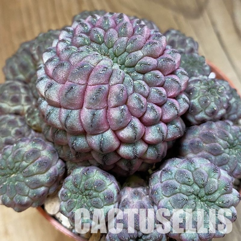 SHND29788 Sulcorebutia rauschii