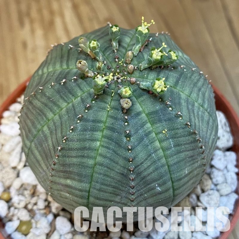 SET265 Euphorbia obesa ♀ ♂, 2 plants