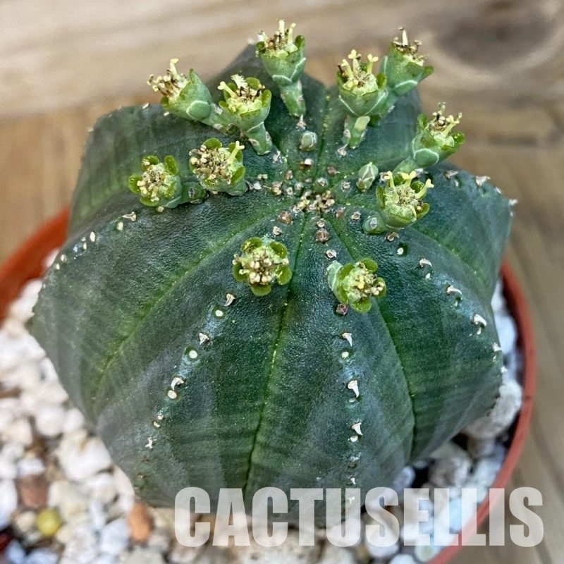 SET266 Euphorbia obesa ♀ ♂, 2 plants
