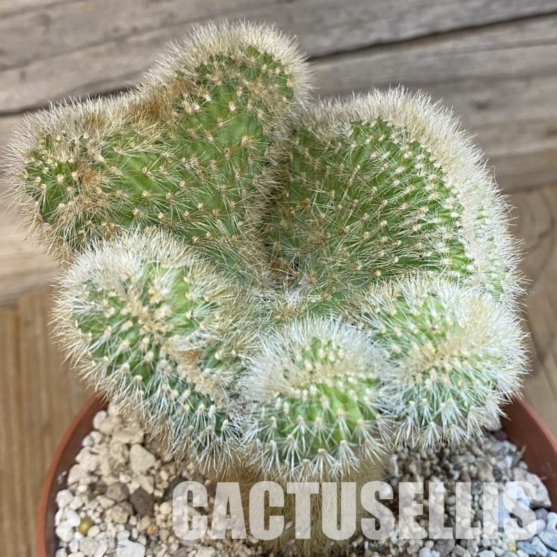 SH29783 Cleistocactus winteri f. cristata
