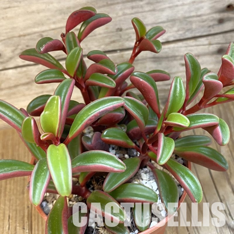 SHND29789 Peperomia graveolens