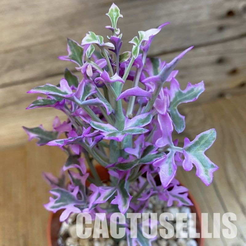 SHND29790 Senecio articulatus f. variegata