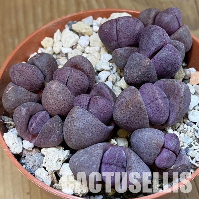 SHND29791  Pleiospilos nelii rubra