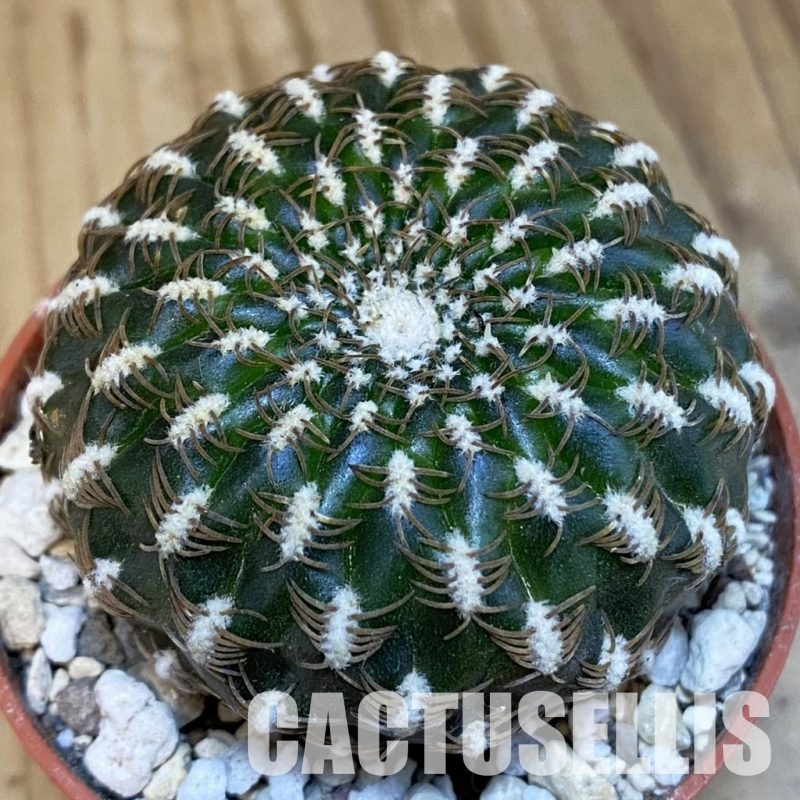 SHND29798 Sulcorebutia arenacea