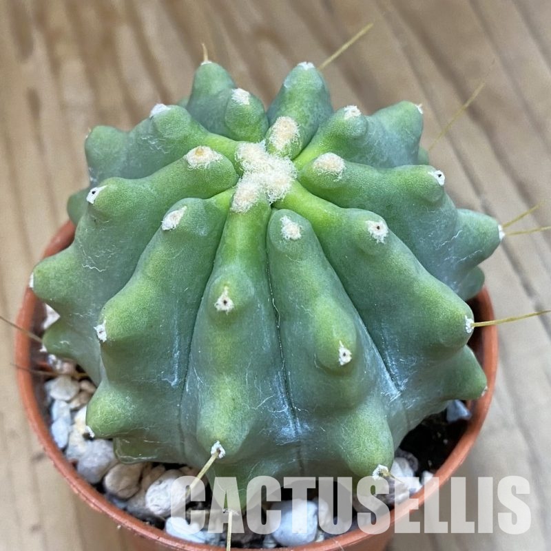 SHND29784 Ferocactus glaucescens f. inermis