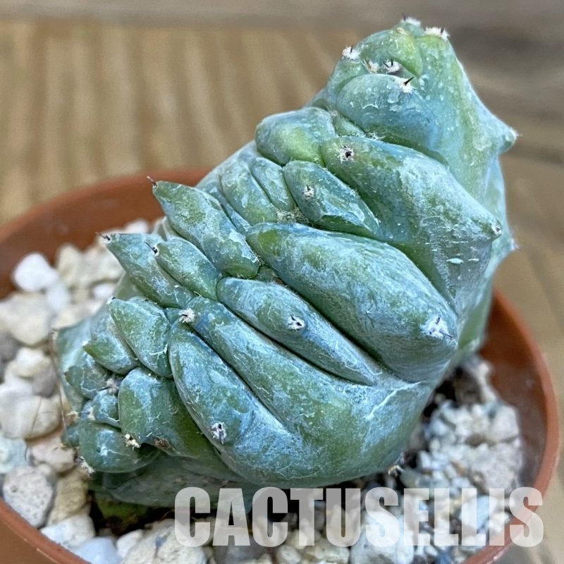 SHND29799 Myrtillocactus geometrizans f. cristata