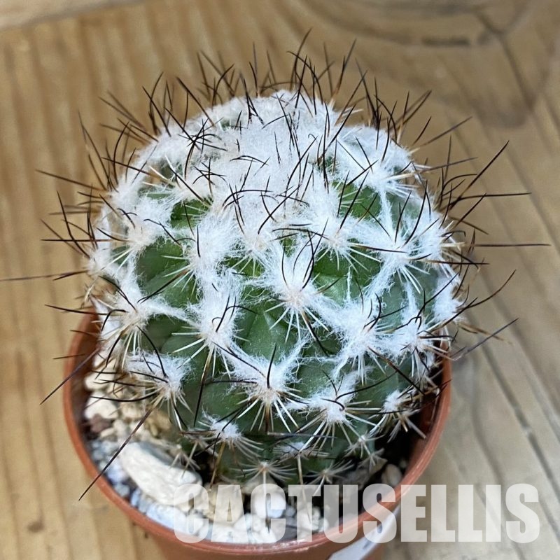 SHND29800 Turbinicarpus saueri
