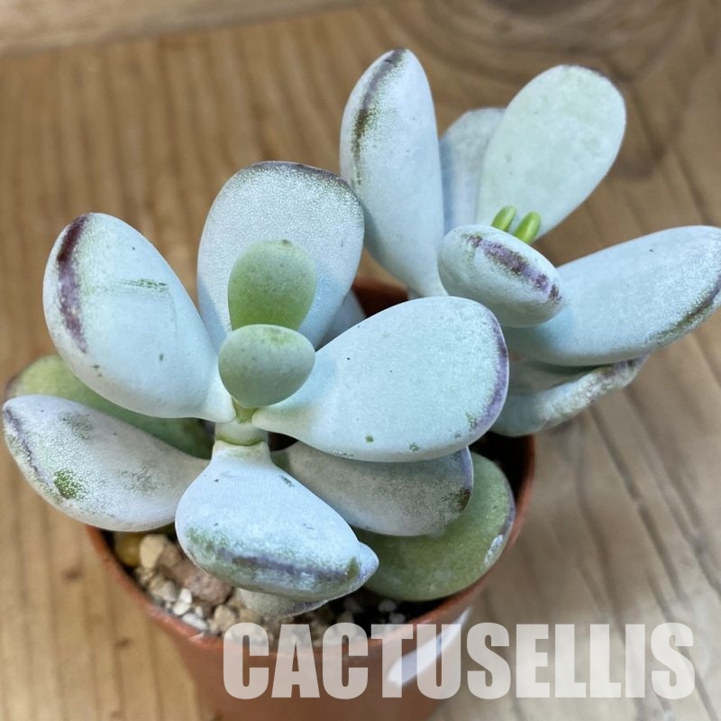 SHND29803 Cotyledon orbiculata 'Higginsiae'
