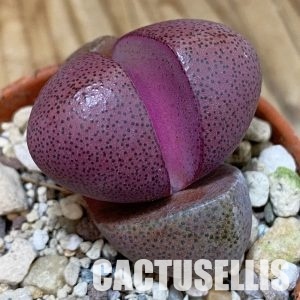 SHND29785  Pleiospilos nelii rubra