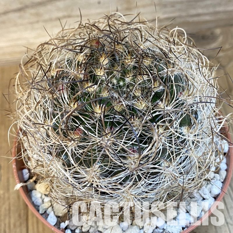 SH29809 Neoporteria nidus