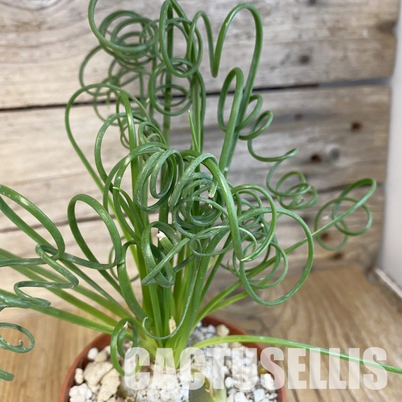 SHND29810 Albuca spiralis