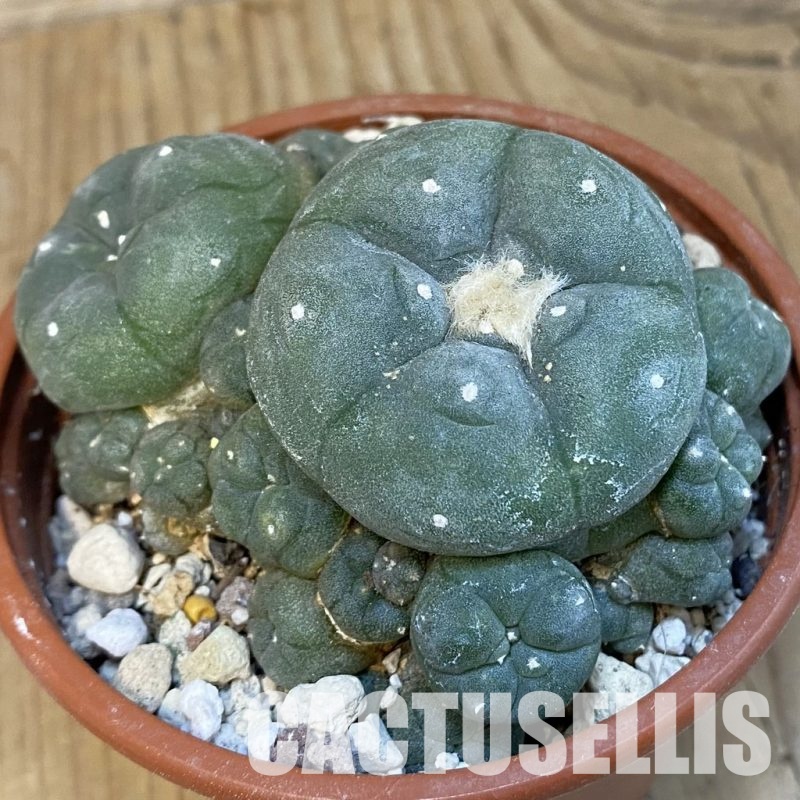 SH29811 Anhalonium v. caespitosa, 10 years old