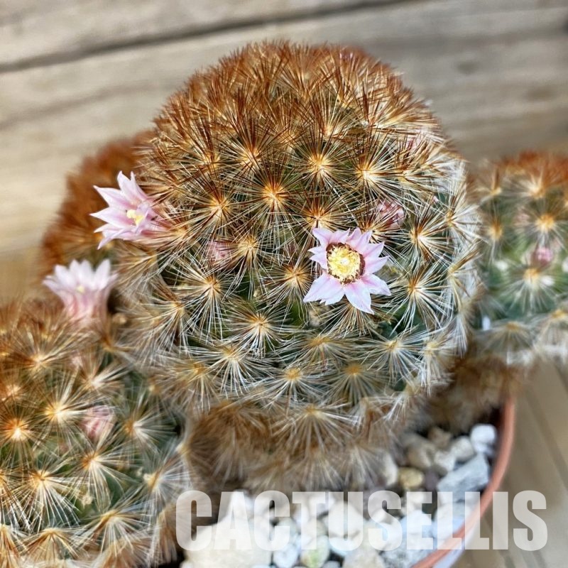 SH29812 Mammillaria carmenae v. rubrispina