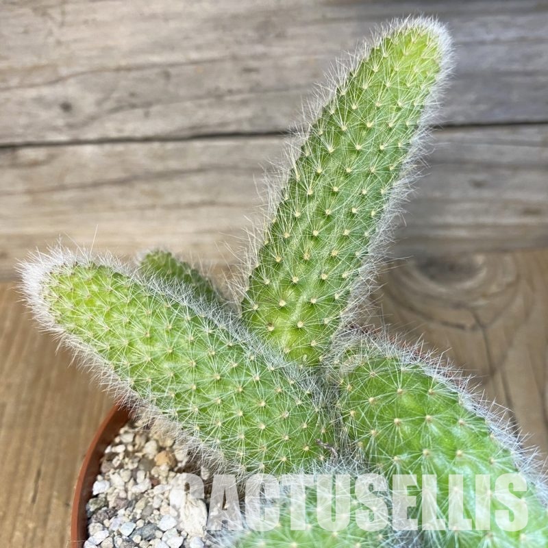 SH29813 Hildewintera colademononis