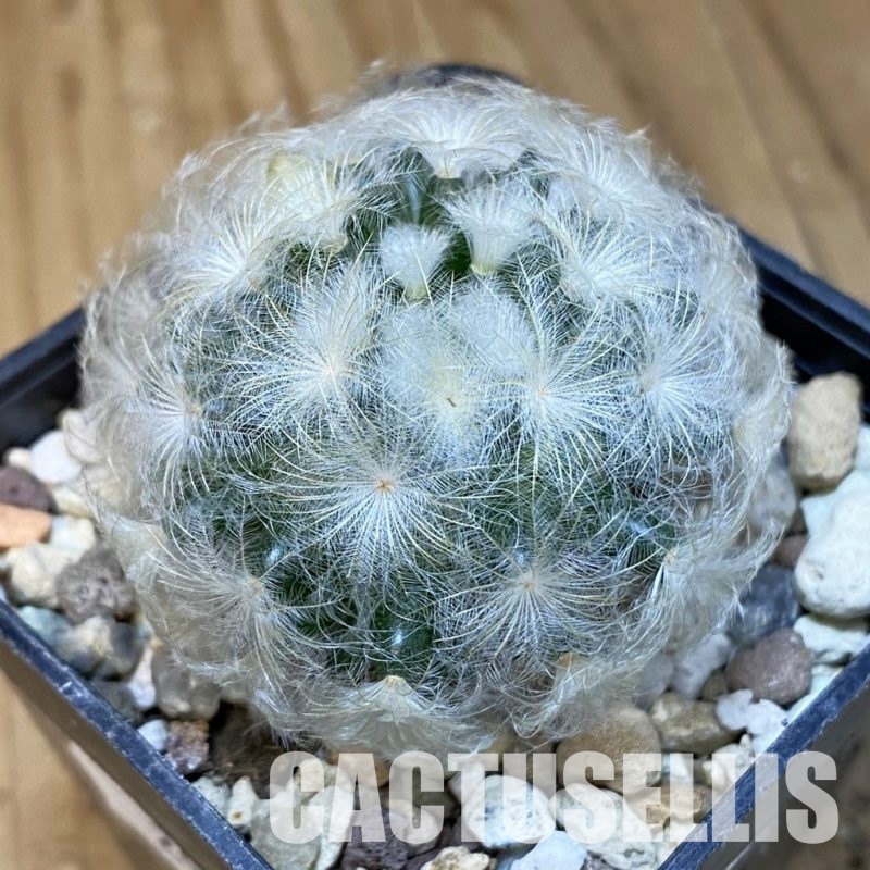 SH29931 Mammillaria plumosa