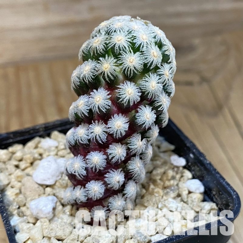 SH29932 Mammillaria theresae