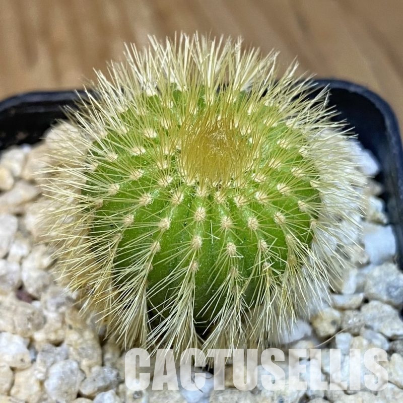 SH29934 Uebelmannia eriocactoides