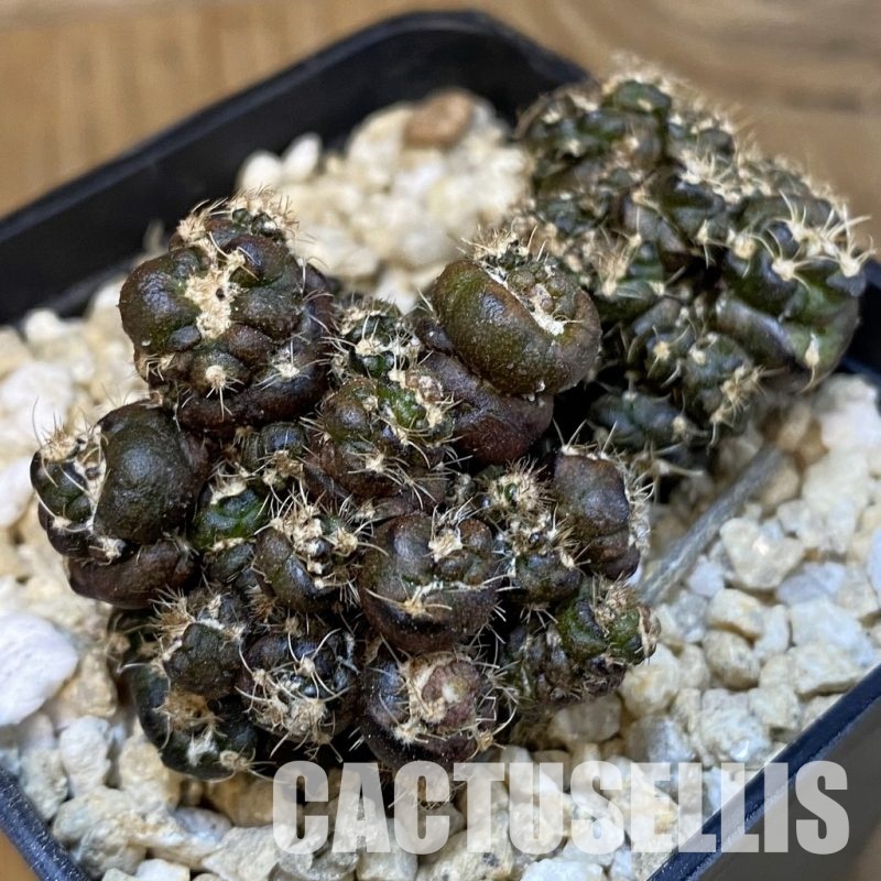 SH29901 Gymnocalycium mihanovichii ‘Cauliflower Coral’