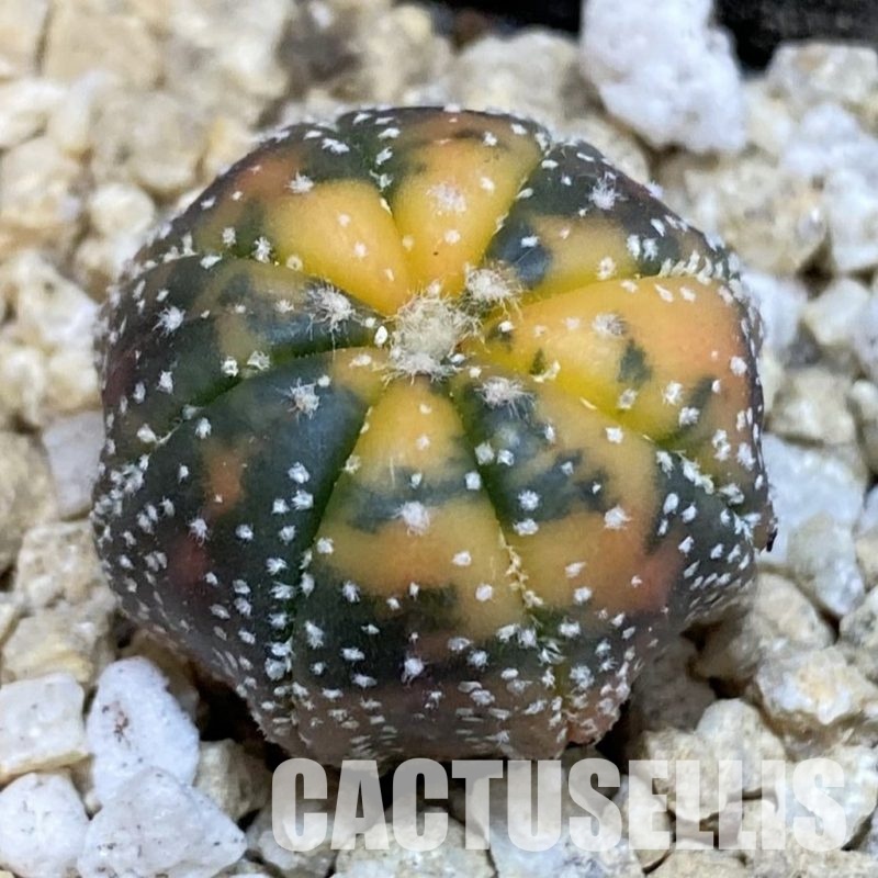 SH29939 Astrophytum asterias ‘Red Purple Skin’ f. variegata