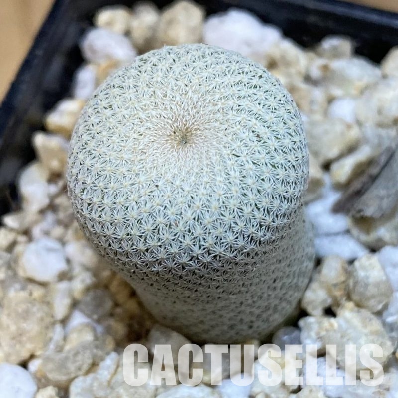 SH29943 Epithelantha bokei