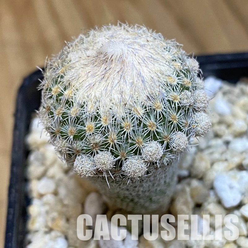 SH29944 Epithelantha micromeris v. polycephala