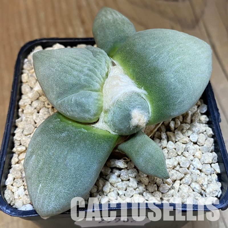 SH29902 Ariocarpus retusus 'Cauliflower' x Ariocarpus lloydii 'Latus', own roots seedling