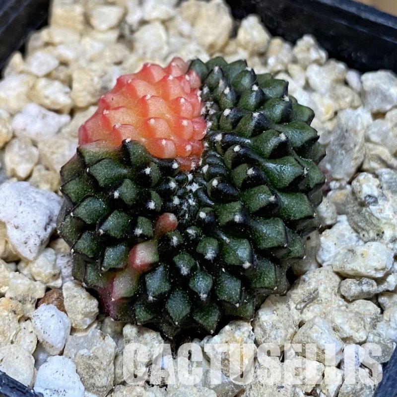 SH29946 Gymnocalycium mihanovichii 'inermis' f. variegata cristata, seedling