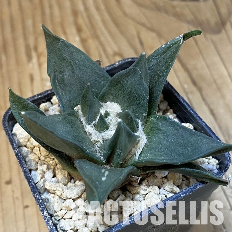 SH29903 Ariocarpus trigonus hybrid, own roots seedling