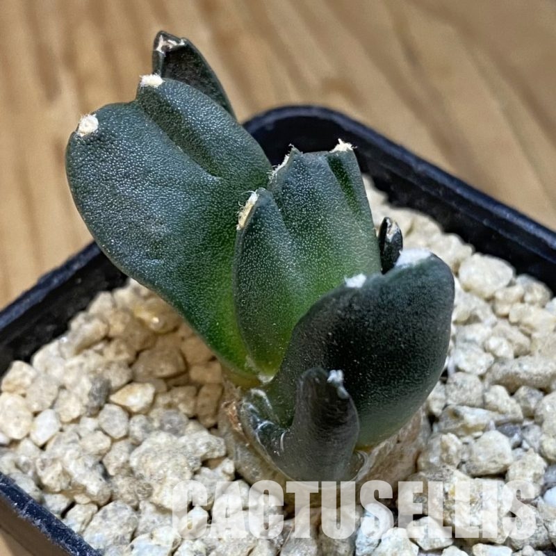 SH29904 Ariocarpus retusus ‘Three Finger’, own roots seedling