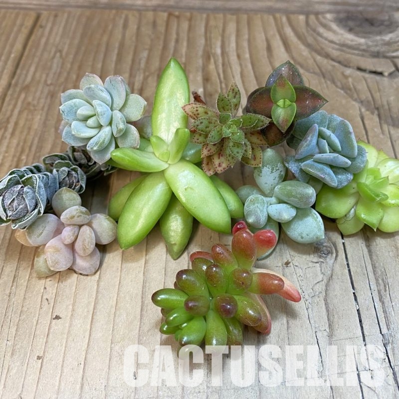SH29965 Succulents mix, cuted