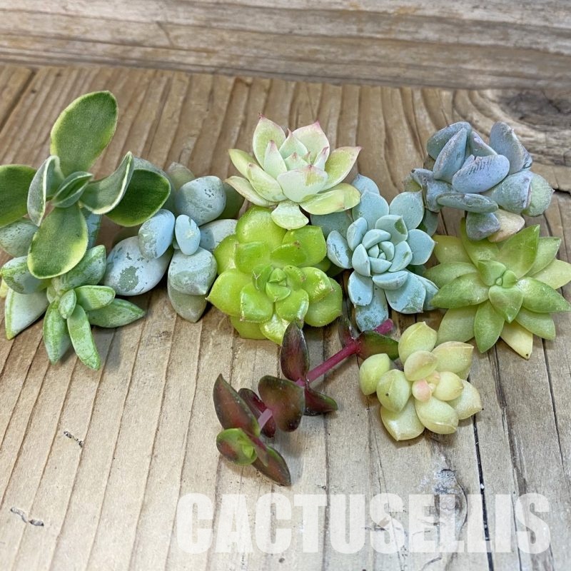 SH29967 Succulents mix, cuted