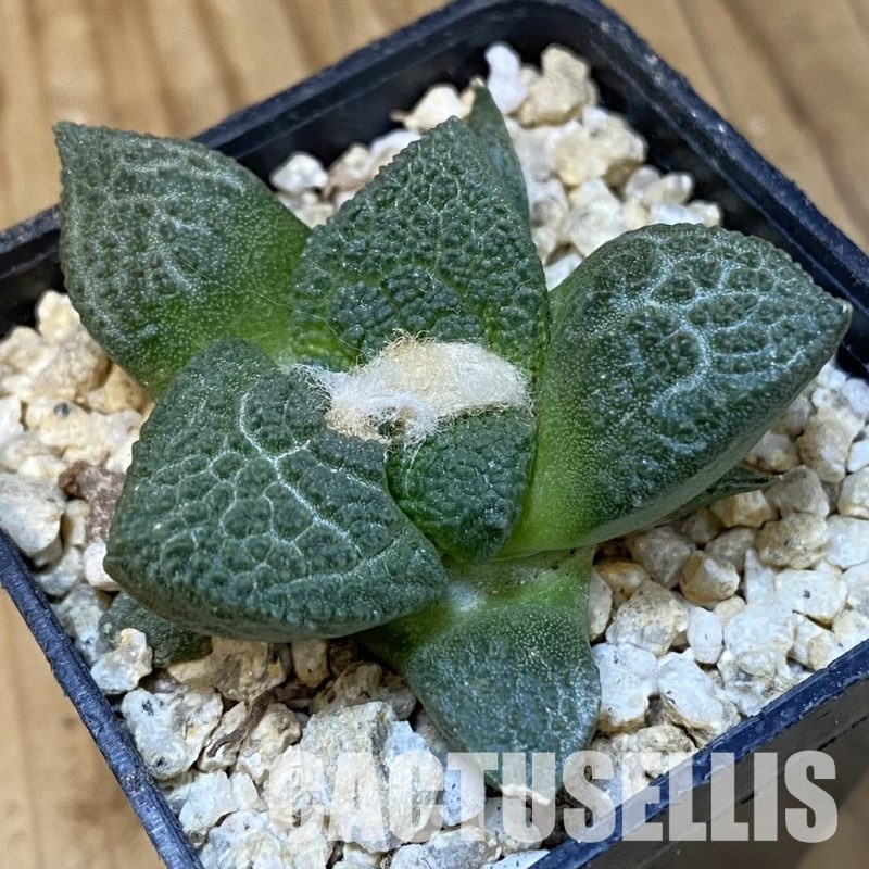 SH29905 Ariocarpus fissuratus ‘Godzilla’ hybrid , own roots seedling