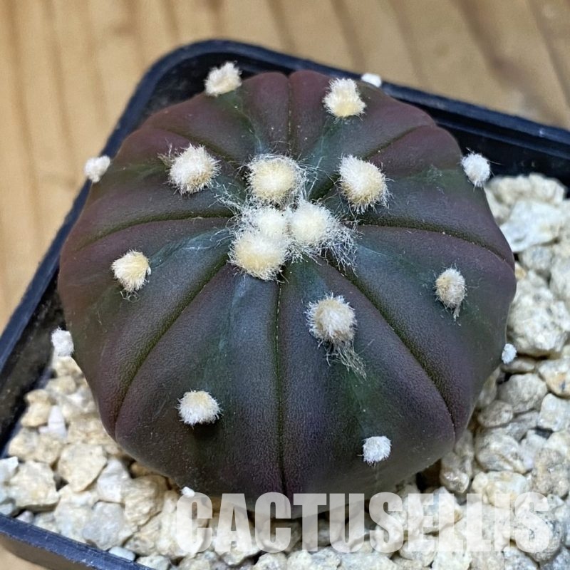 SH29910 Astrophytum asterias ‘Purple Skin’