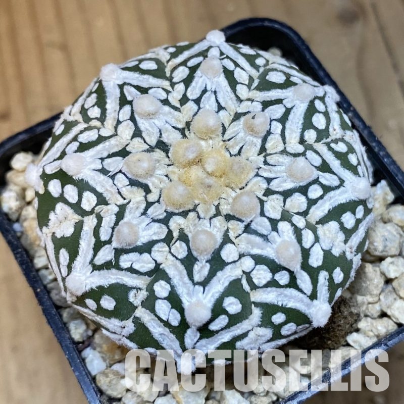 SH29913 Astrophytum asterias ‘Super Kabuto’ V-type