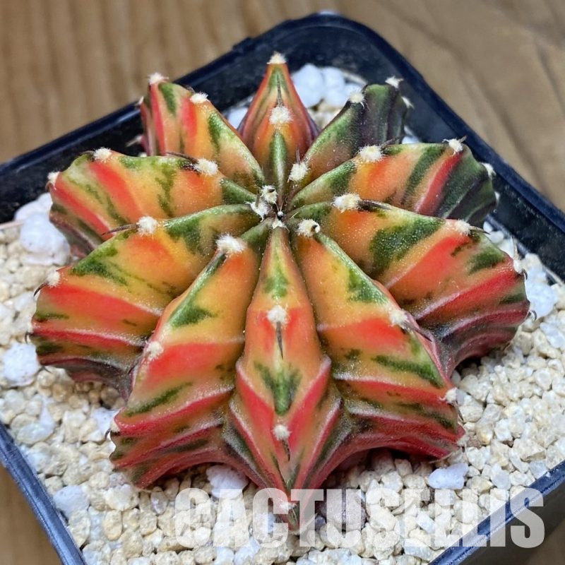 SH29899 Gymnocalycium friedrichii LB f. variegata, seedling